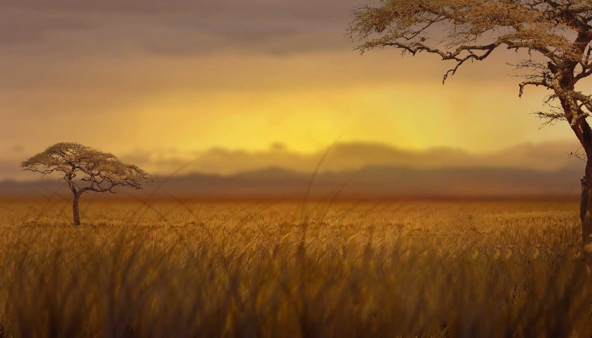 savane